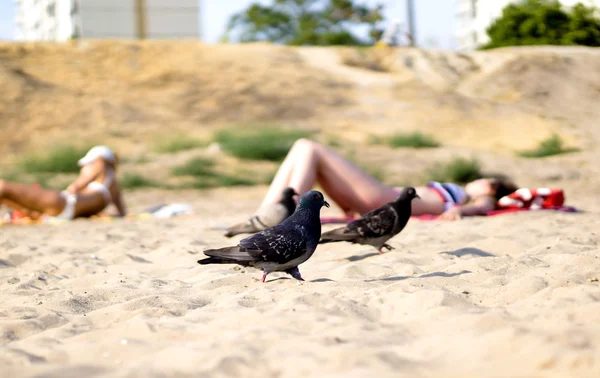 Група голодних голубів, що ходять на піщаному пляжі — стокове фото