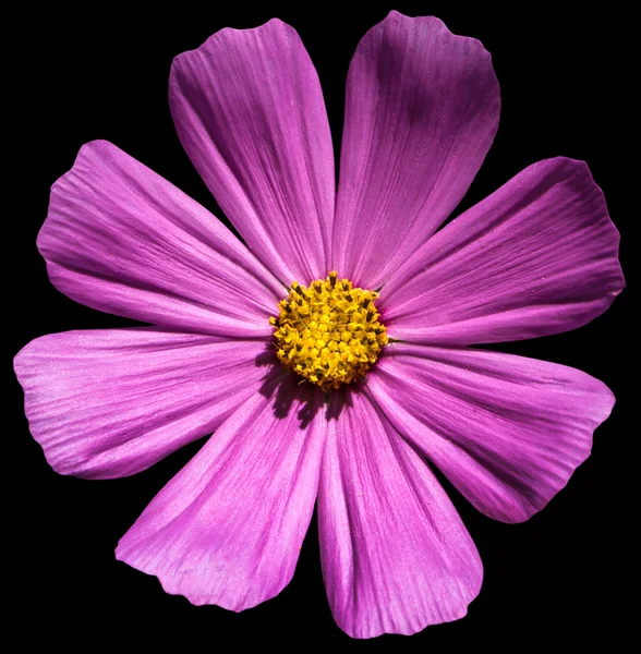 黒紫色の花プリムラの分離 — ストック写真