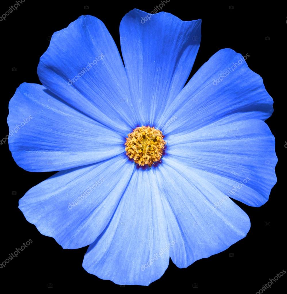 Fleur bleue Primula isolée sur noir image libre de droit par BoxerX ©  #78409970
