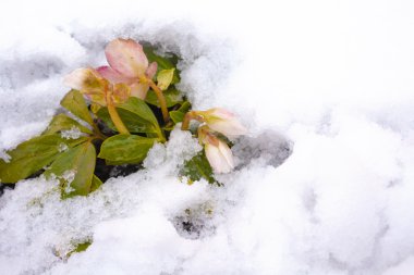 White and pink flower hellebore in snow clipart