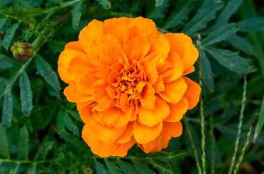 Portakal çiçeği çok yıllık aster bahçede