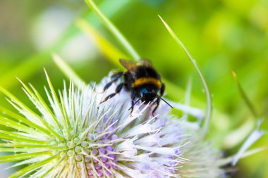 Arı polen dikenli ot makronun çiçek toplama