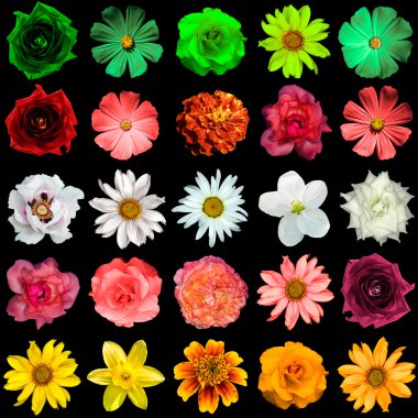 Mix kolaj sarı, kırmızı, beyaz, gül, yeşil çiçek: zambak, coğrafyada, akasma, gül, daisy, keten, dekoratif ayçiçeği Helinthus, helenium, çok yıllık aster, yükseklik çözünürlükte siyah izole Primula