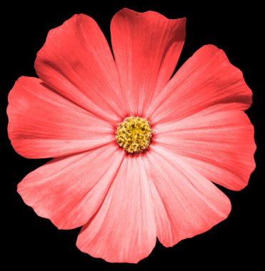 Primula siyah izole kırmızı çiçek