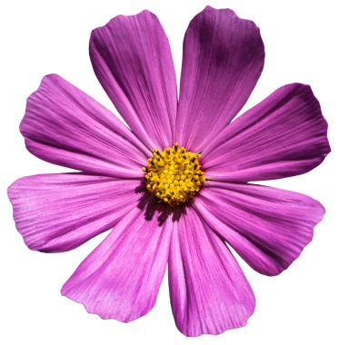 Menekşe çiçek Primula beyaz izole.