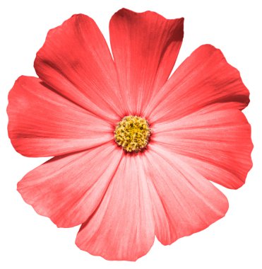 Primula beyaz izole kırmızı çiçek