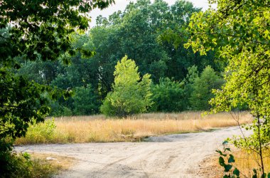 Ormandaki ağaçlar çeşitli ışıklı iz