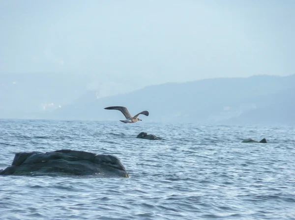 カモメが海を飛び — ストック写真