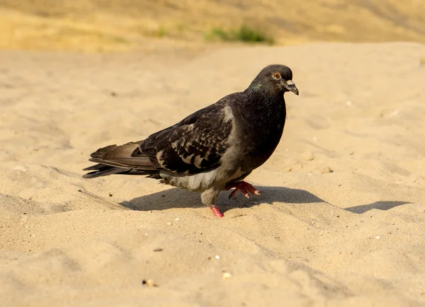 Hungrige Taube läuft am Sandstrand — Stockfoto