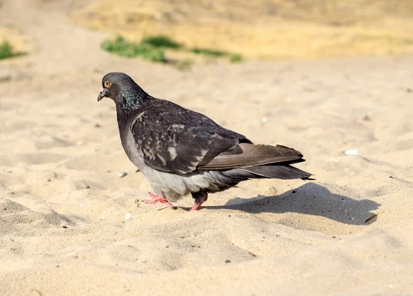 Hungrige Taube läuft am Sandstrand — Stockfoto