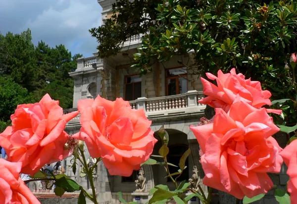 Bush de rosas rojas sobre el fondo del antiguo castillo — Foto de Stock