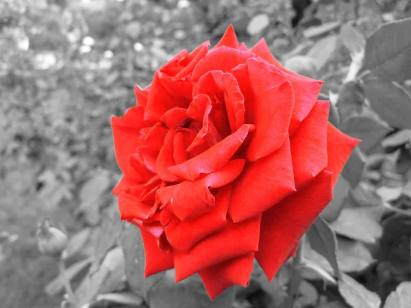 Vermelho rosa flor macro no fundo preto e branco — Fotografia de Stock