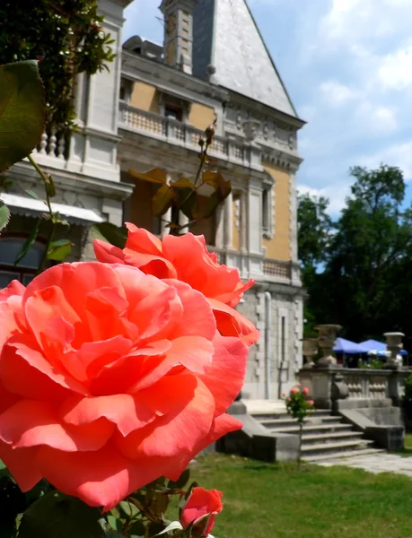 Bush van rode rozen op de achtergrond van het oude kasteel — Stockfoto