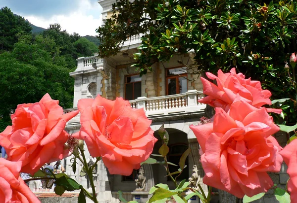 Bush de rosas rojas sobre el fondo del antiguo castillo — Foto de Stock