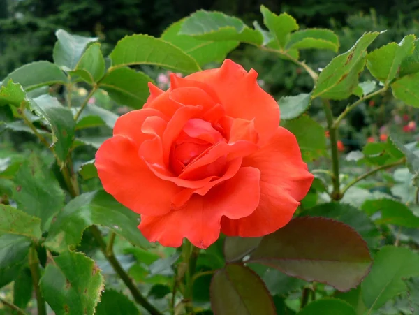 Червона троянда квіткового макросу на фоні зеленої трави — стокове фото