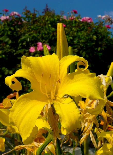 Lys jaune fleur dans le jardin — Photo