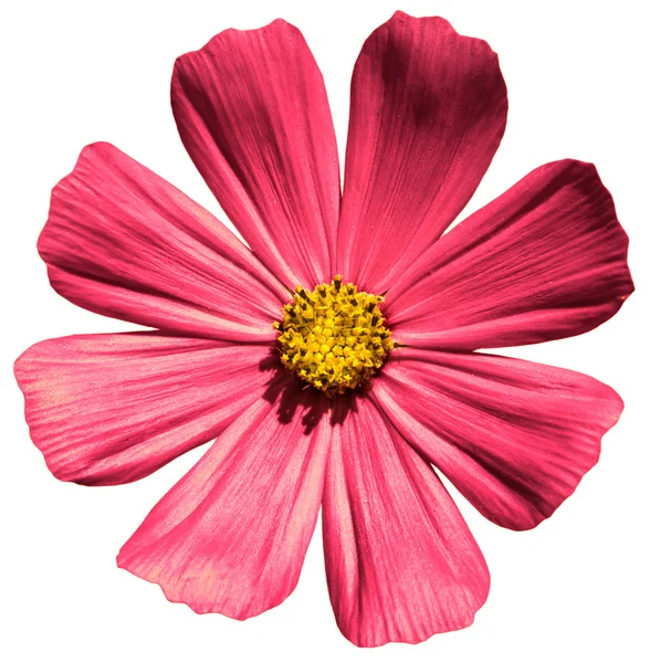 Gül çiçek Primula beyaz izole.