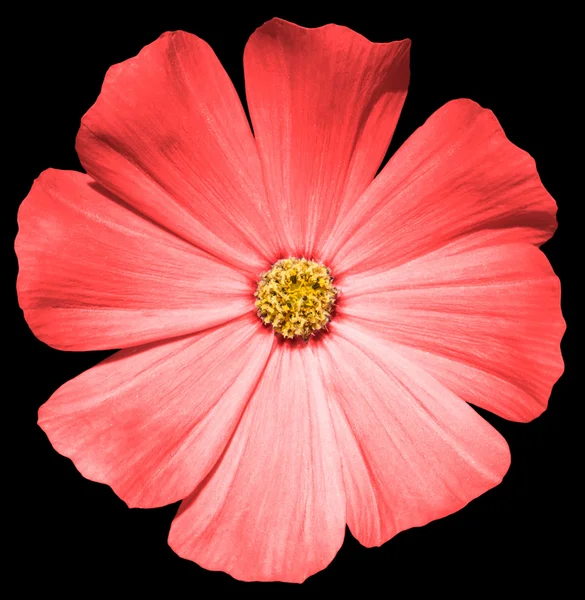 Primula siyah izole kırmızı çiçek