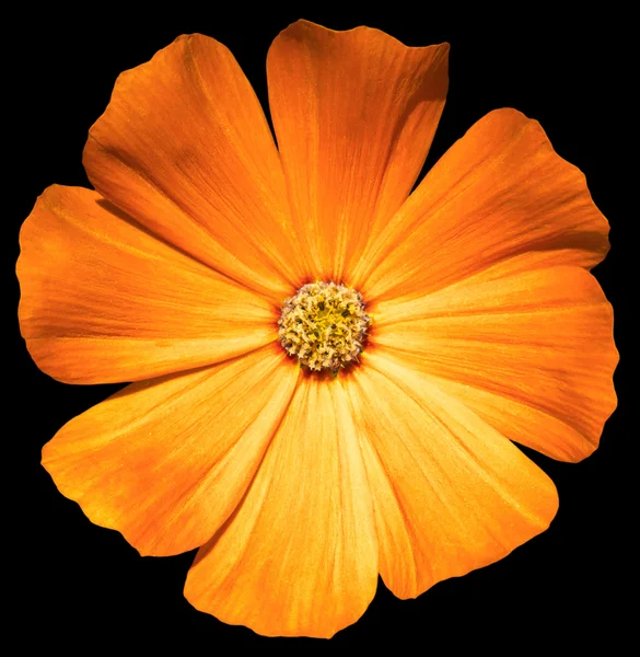 Portakal çiçeği Primula siyah izole.