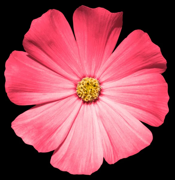 Gül çiçek Primula siyah izole.