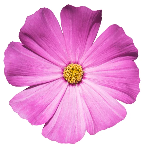 Menekşe çiçek Primula beyaz izole.