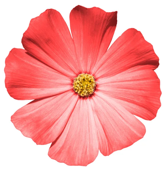 Primula beyaz izole kırmızı çiçek