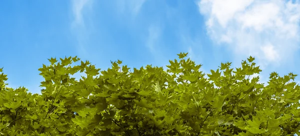 Φύλλα πράσινο σφενδάμου σε φόντο γαλάζιο ουρανό και τα σύννεφα — Φωτογραφία Αρχείου