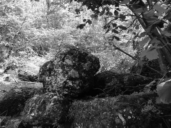 Batu dan hutan di pegunungan hitam dan putih — Stok Foto