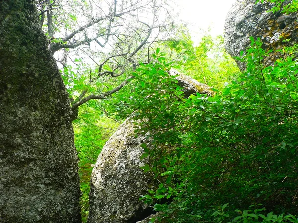 Bosque en las montañas y cielo azul — Foto de Stock