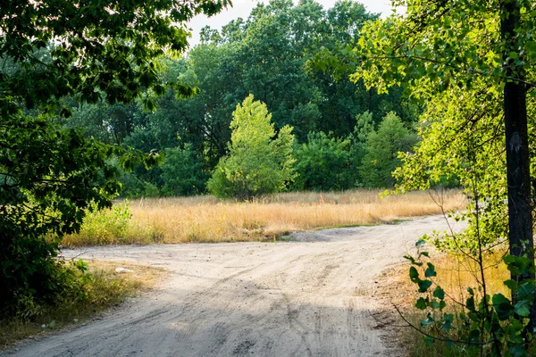 Ormandaki ağaçlar çeşitli ışıklı iz