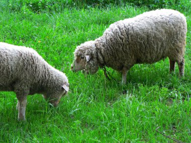 Yeşil çayır üzerinde iki koyun