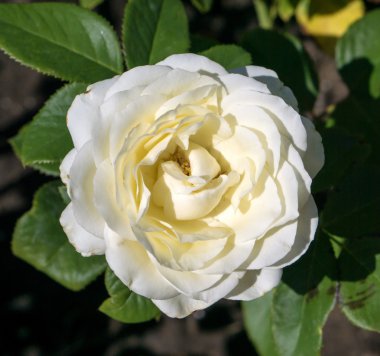 Egzotik krem ve beyaz çiçek makro yeşil çim zemin üzerine