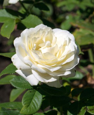 Egzotik krem ve beyaz çiçek makro yeşil çim zemin üzerine