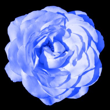 Siyah izole mavi renkli gül çiçek makro