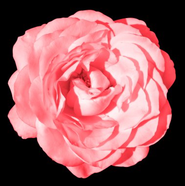 Siyah izole asit pembe gül çiçek makro