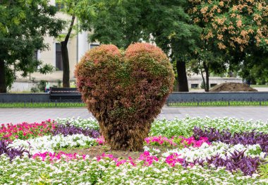 Parkta kalp şeklinde dekoratif bush