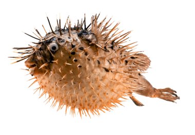 Orange fish-hedgehog isolated on white clipart
