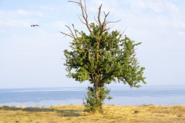 Dağ deniz üzerinde antik meşe ağacı