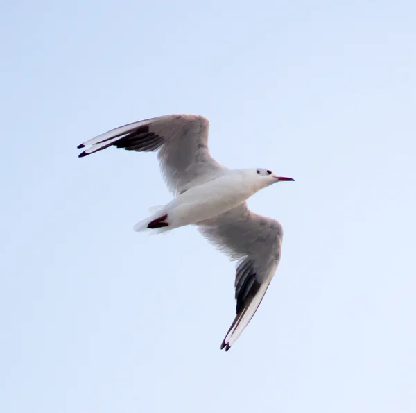 Gaivota jovem voando no céu azul — Fotografia de Stock