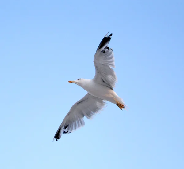 Joven gaviota volando en el cielo azul —  Fotos de Stock