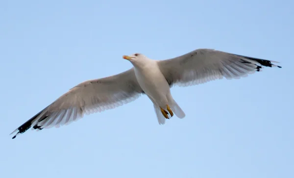 Ung fiskmås flyger i blå himmel — Stockfoto