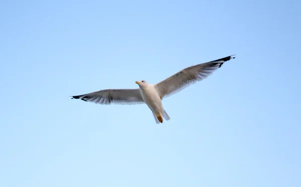 Молодая чайка летит в голубом небе — стоковое фото