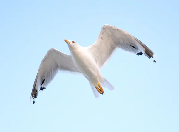 Ung fiskmås flyger i blå himmel — Stockfoto