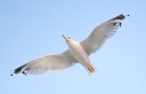 Молодая чайка летит в голубом небе — стоковое фото