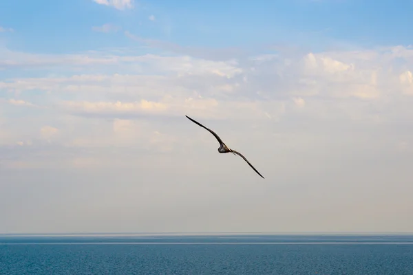 Молода чайка літає в блакитному небі на морі — стокове фото