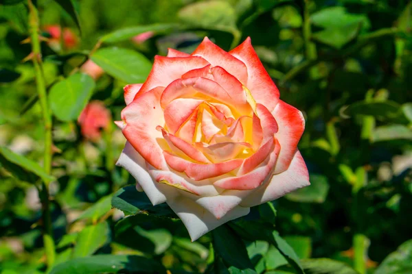 Egzotik pembe ve beyaz çiçek makro yeşil çim zemin üzerine — Stok fotoğraf