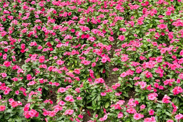 バラの花の甘いウィリアム分野 — ストック写真