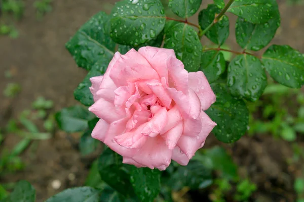 Różowa Róża Kwiat makro na tle ściany Cegła — Zdjęcie stockowe