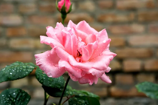 Pink rose flower macro on brick wall background — Stock Photo, Image