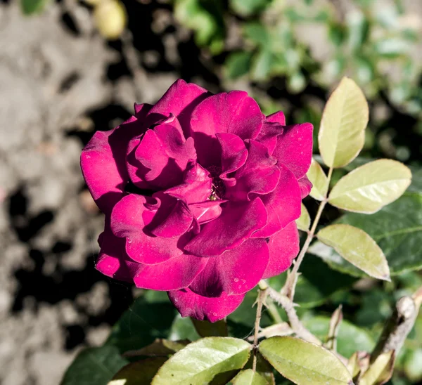 Yeşil çim zemin üzerine asit pembe gül çiçek makro — Stok fotoğraf